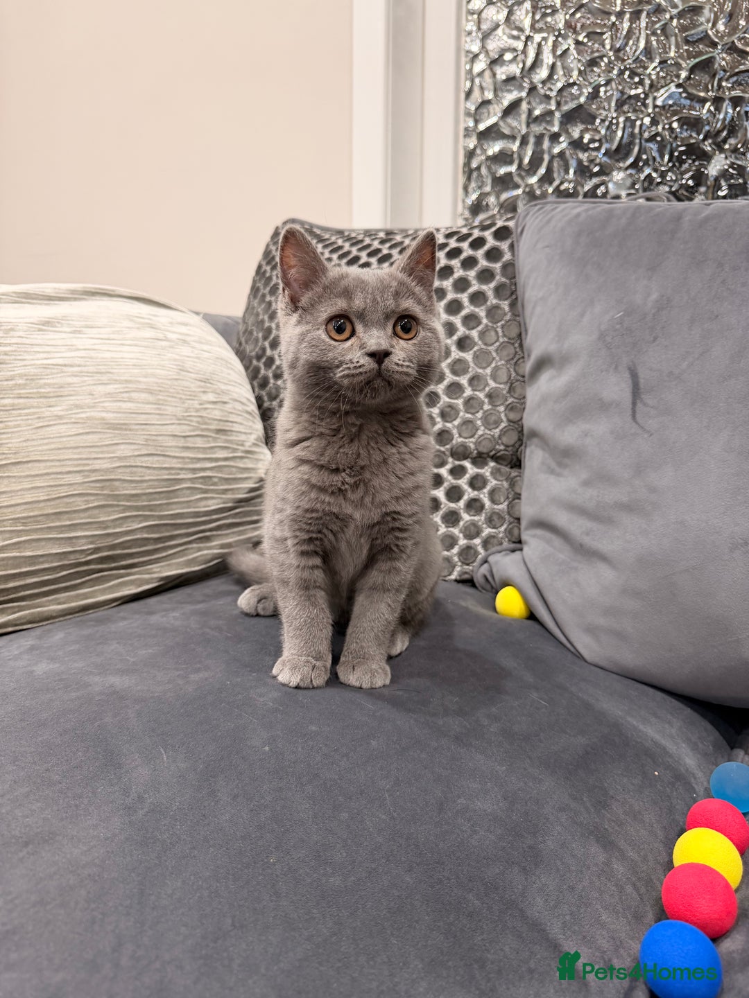 British Shorthair cats for sale: British Shorthair kittens and Mum for sale - Image 23