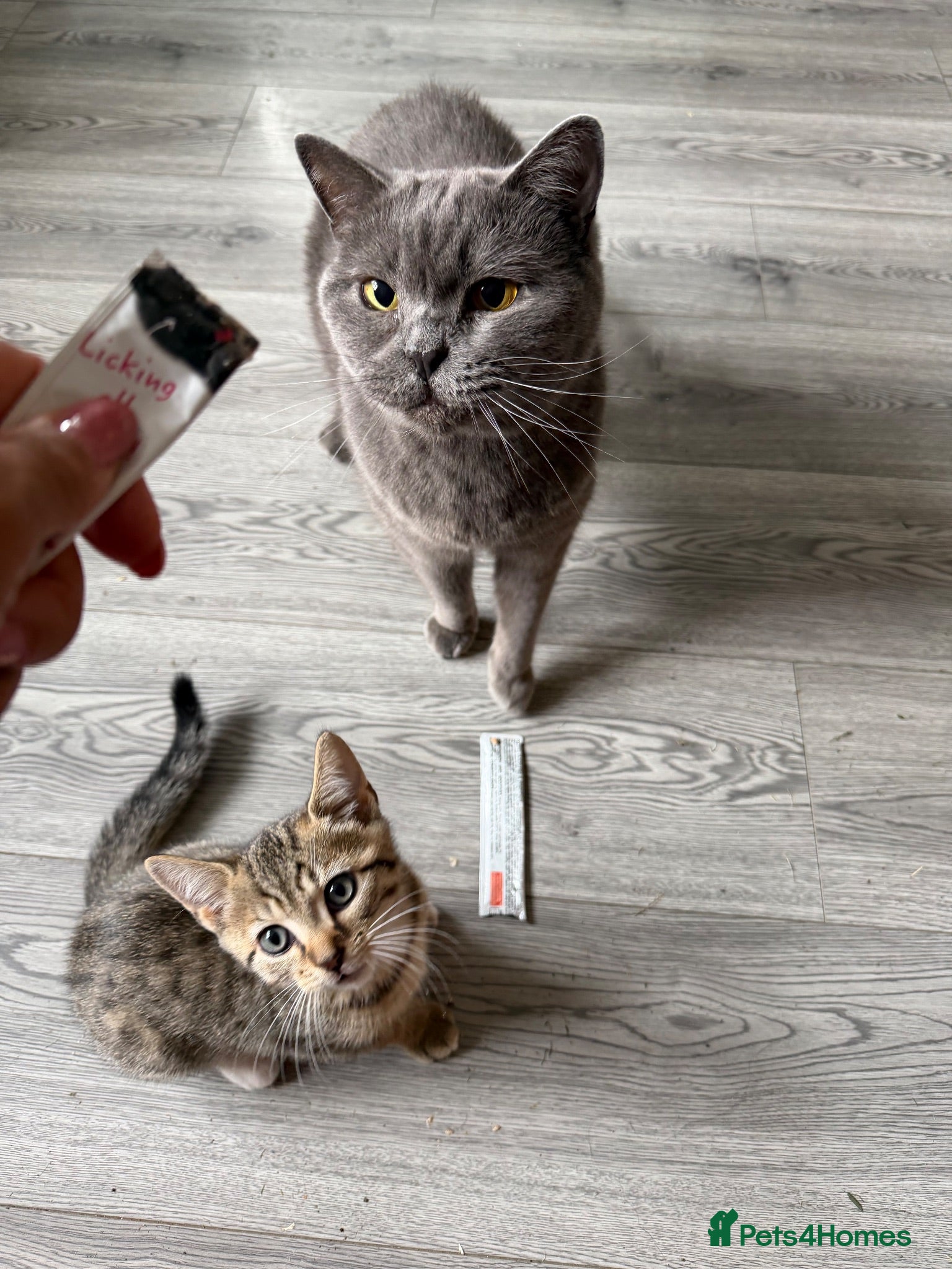 Mixed Breed cats Bengal/British shorthair  - Advert 3