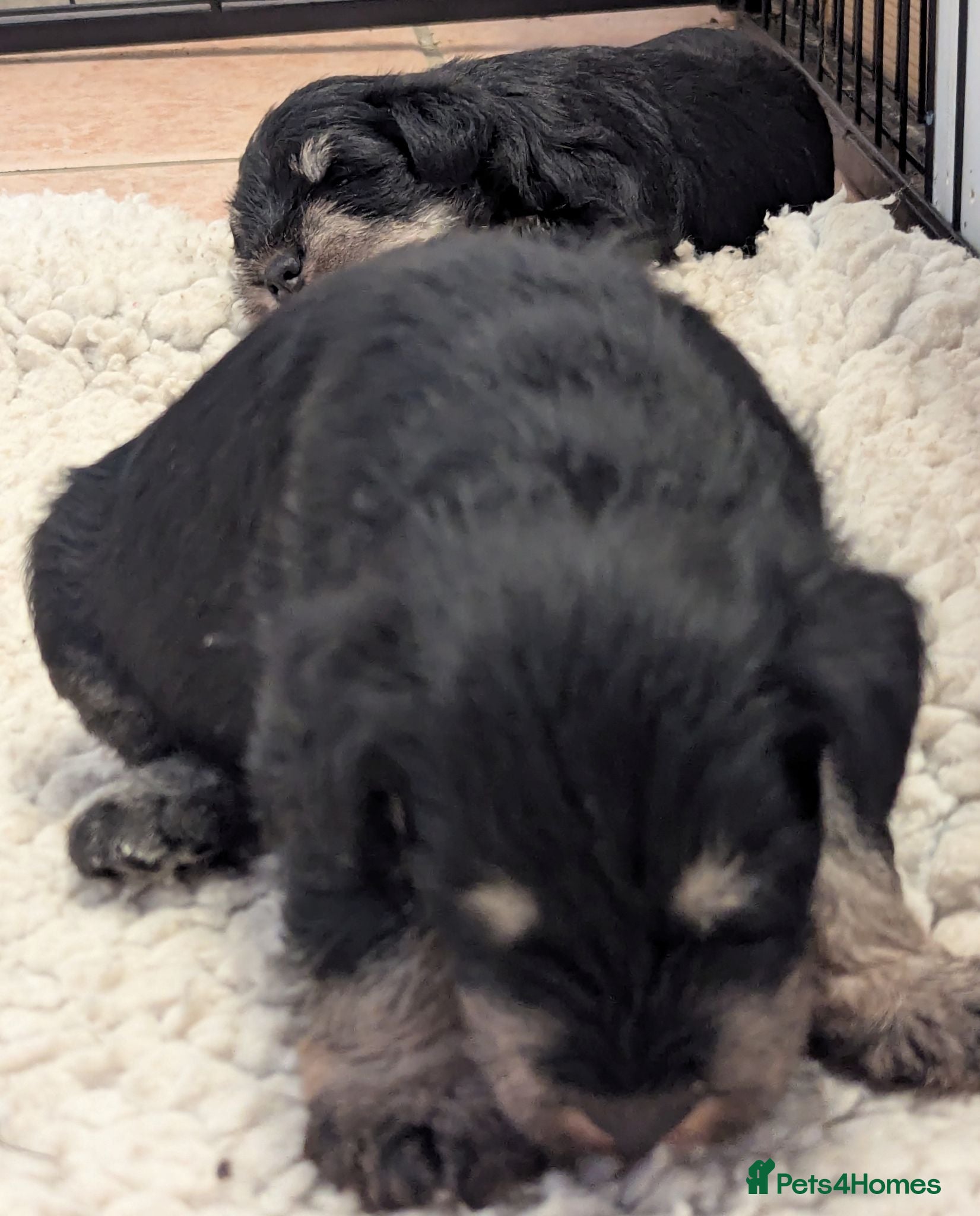 Miniature Schnauzer dogs KC reg'd,Health Tested Miniature Pups 5* Breeder - Advert 2