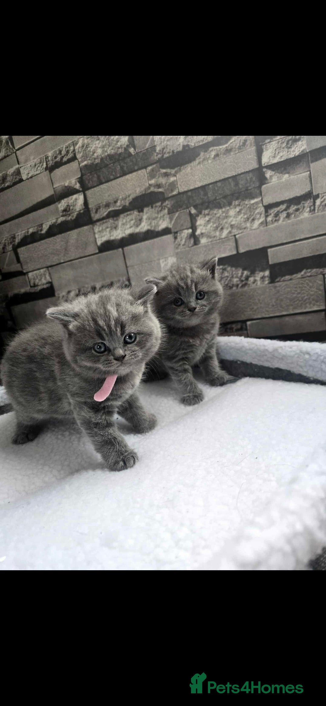 British Shorthair cats for sale: Beautiful British Shorthair kittens, coreserve  - Image 3