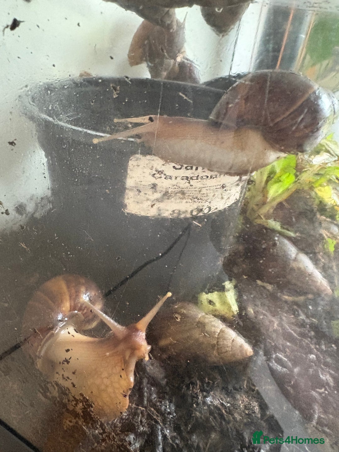 Snails invertebrates for sale: Giant African land snails - Image 1