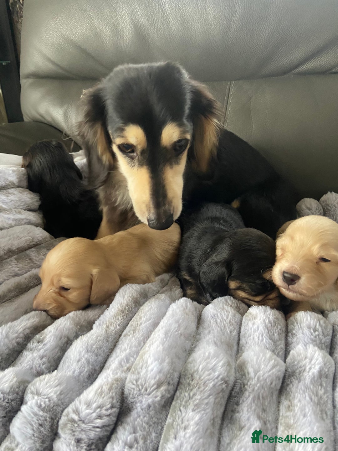 Dachshund dogs for sale: kC Longhair dachshunds  - Advert 7