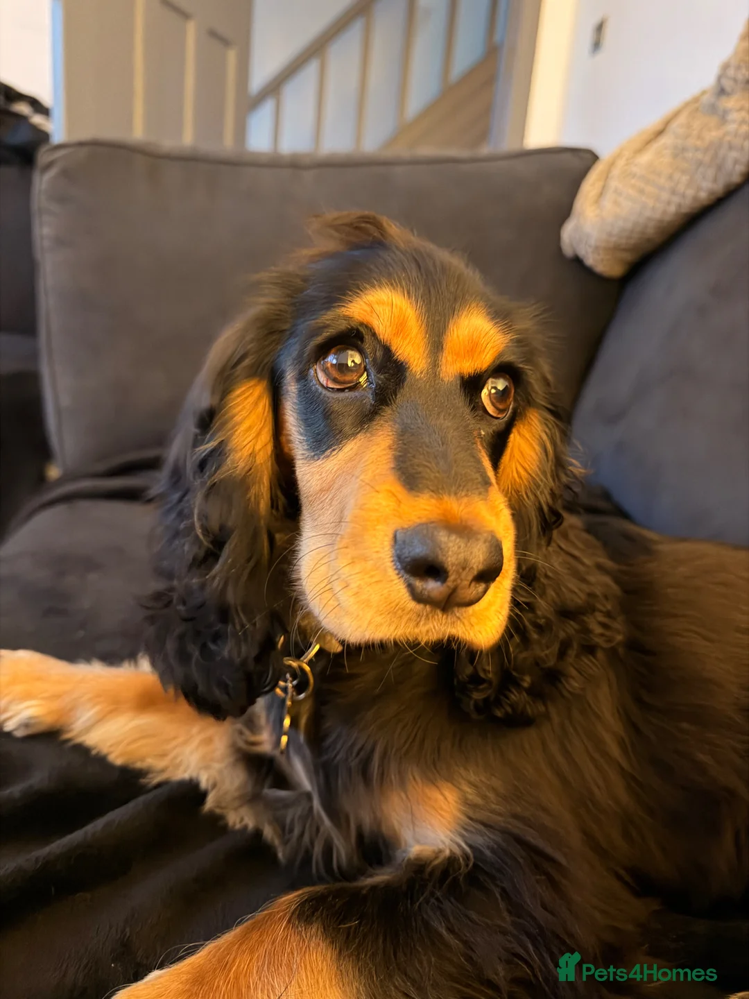Cocker Spaniel dogs for sale: Cocker spaniel puppy - show type. - Advert 1