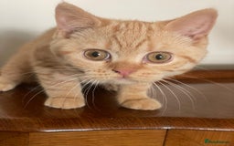 British Shorthair cats for sale: Pancake & Maple Syrup - BSH sisters  in Southampton - Image 16