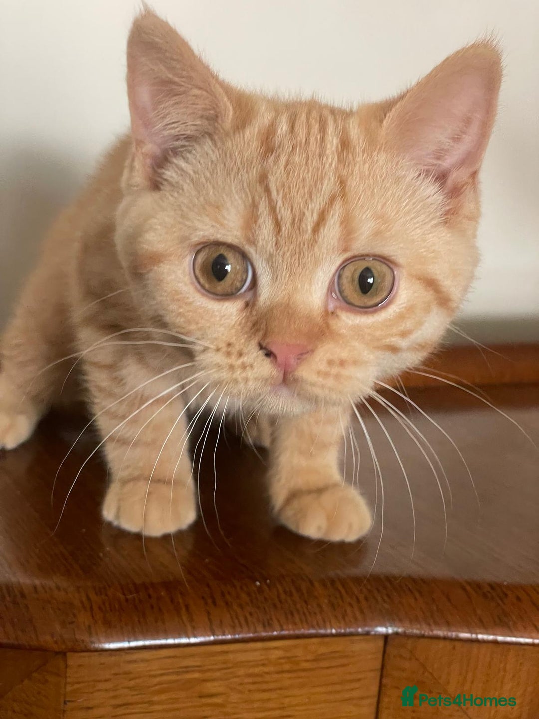 British Shorthair cats for sale: Pancake & Maple Syrup - BSH sisters  in Southampton - Image 16