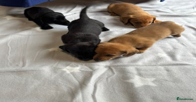 Dachshund dogs - Advert 4