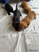 Dachshund dogs - Advert 4