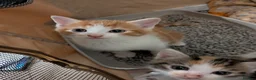 Mixed Breed cats for sale: Three beautiful kittens ready for their new homes - Advert 11