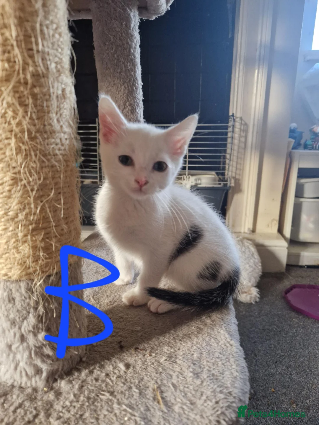 Mixed Breed cats for sale: Lovely kittens looking for forever homes - Advert 2