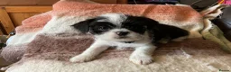 Malshi dogs for sale: 5 Beautiful Malshi Puppies - Maltese x Shih tzu in Chesterfield - Advert 11
