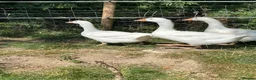 Geese poultry for sale: 3 gosling unsexed  - Advert 6