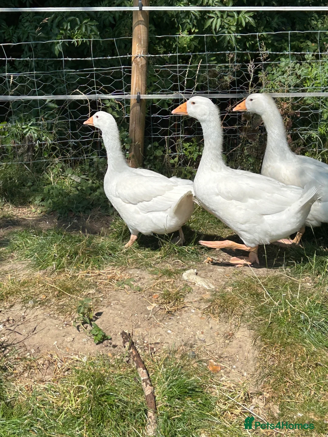 Geese poultry for sale: 3 gosling unsexed  - Advert 6
