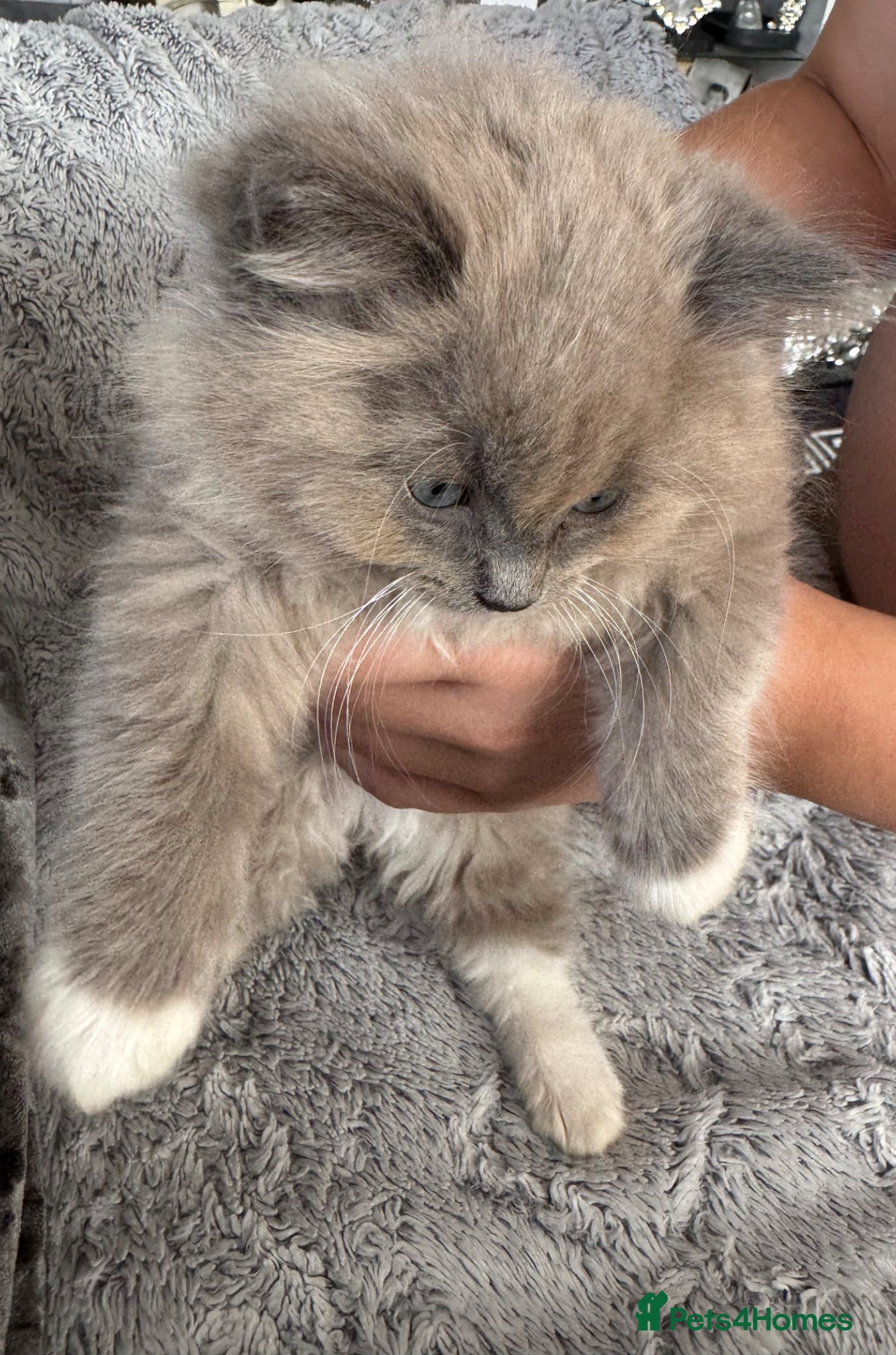 Ragdoll cats Beautiful mink coloured ragdolls kittens  - Advert 13