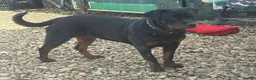 Rottweiler dogs for sale: Rottweiler adult dog and bitch  - Advert 2