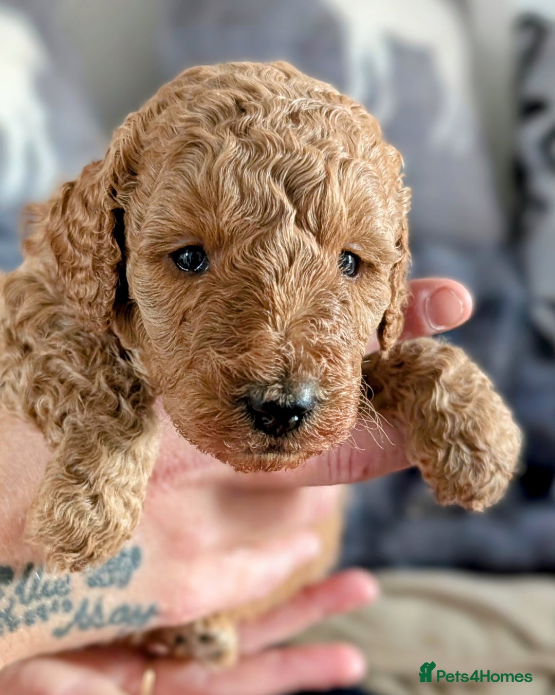 Cavapoo dogs for sale: Beautiful Cavapoo X toy poodle puppies  - Image 8