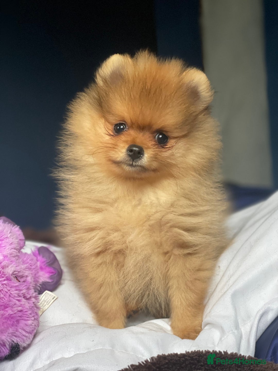 Pomeranian dogs for sale: CHAMPION KENNEL CLUB Pomeranian puppy orange black - Image 9