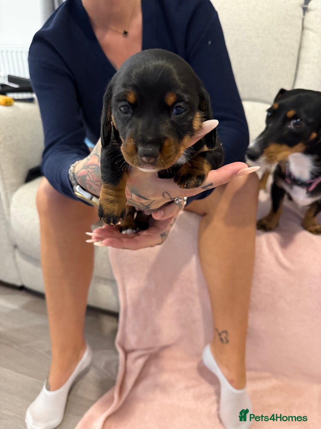 Dachshund dogs for sale: Female Merle and Female Black & Tan Dachshund  - Image 7