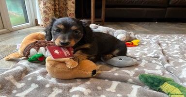 Dachshund dogs - Advert 3