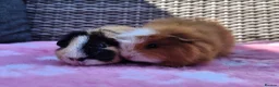 Guinea Pig rodents for sale: Beautiful sows and a pair of boars.  - Advert 3