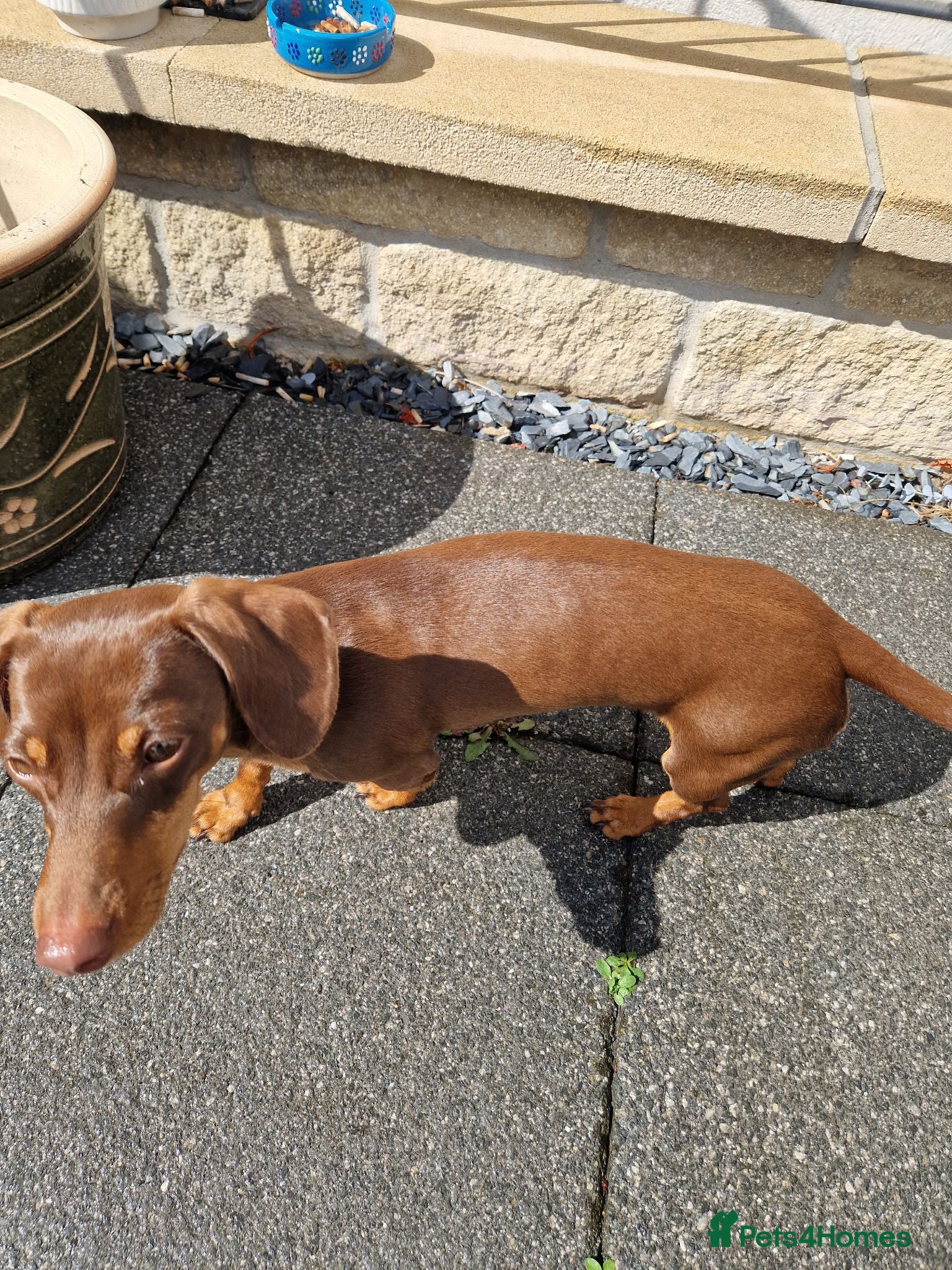Miniature Dachshund dogs Nellie 9 month old miniature dachshund  - Advert 2