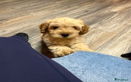Cockapoo dogs for sale: Cockerpoo puppies 3 girls 3 boys - Image 2