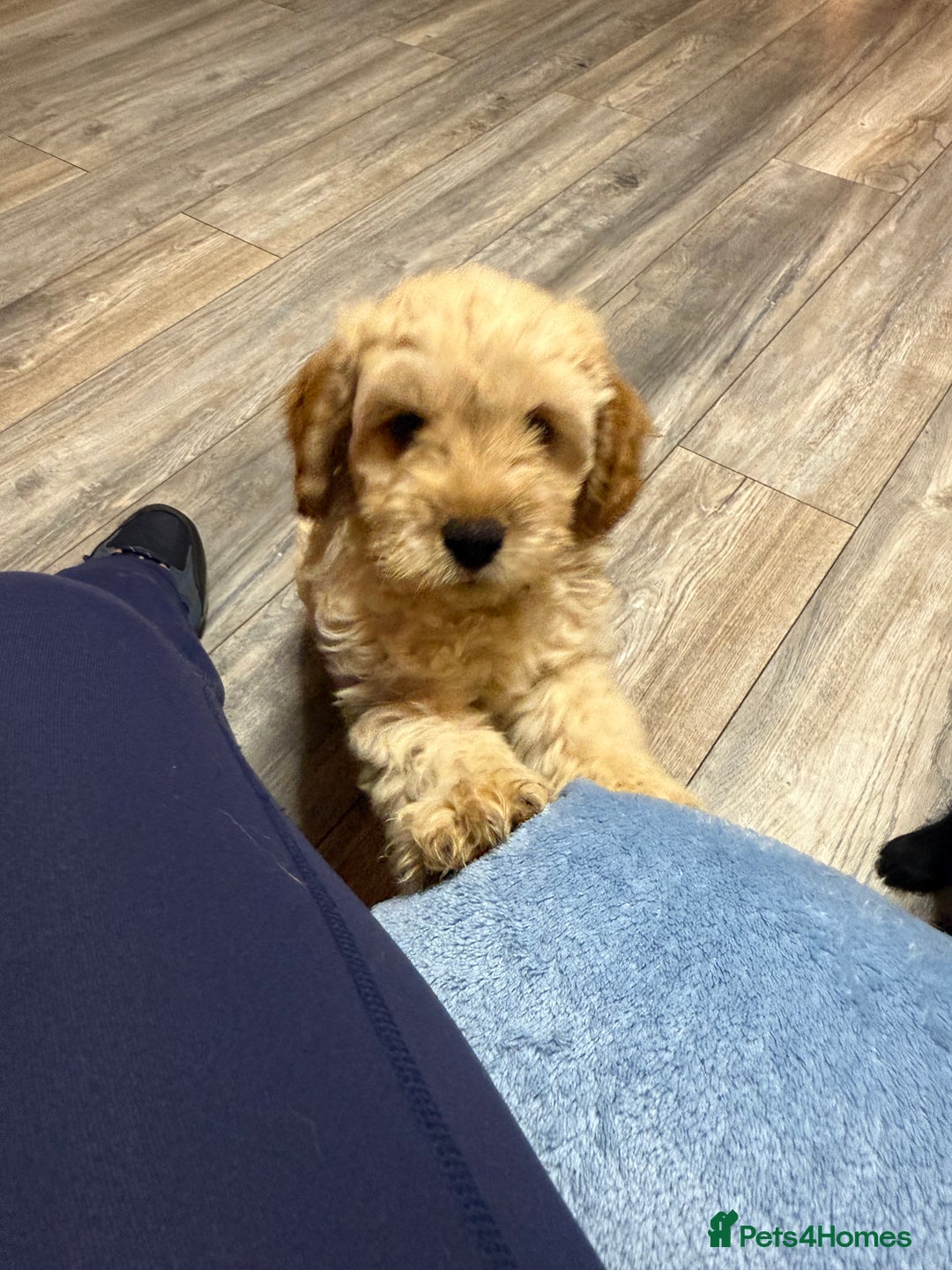 Cockapoo dogs for sale: Cockerpoo puppies 3 girls 3 boys - Image 2