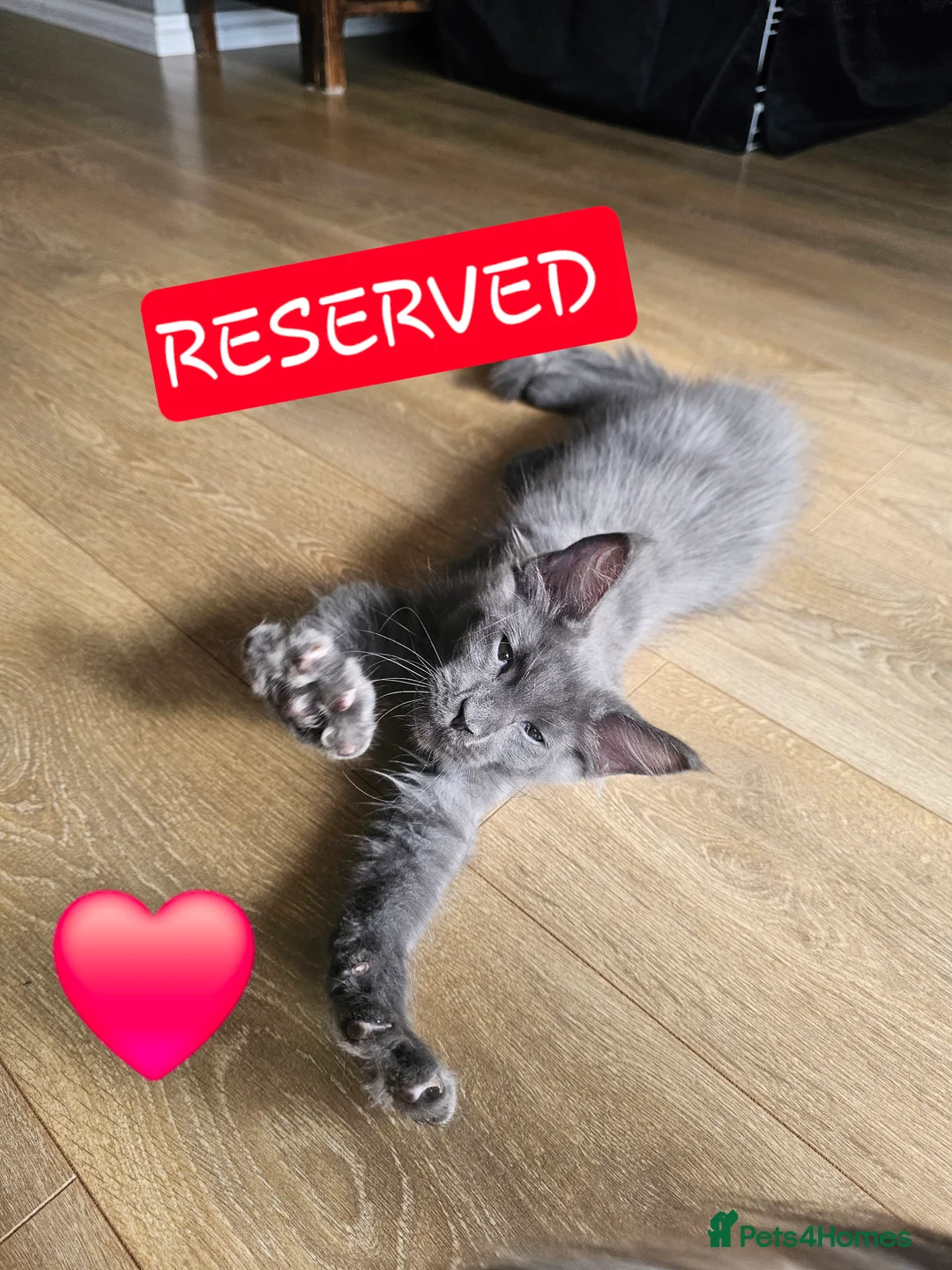 Maine Coon cats for sale: Exceptional Pedigree Maine Coon Kittens - Advert 2