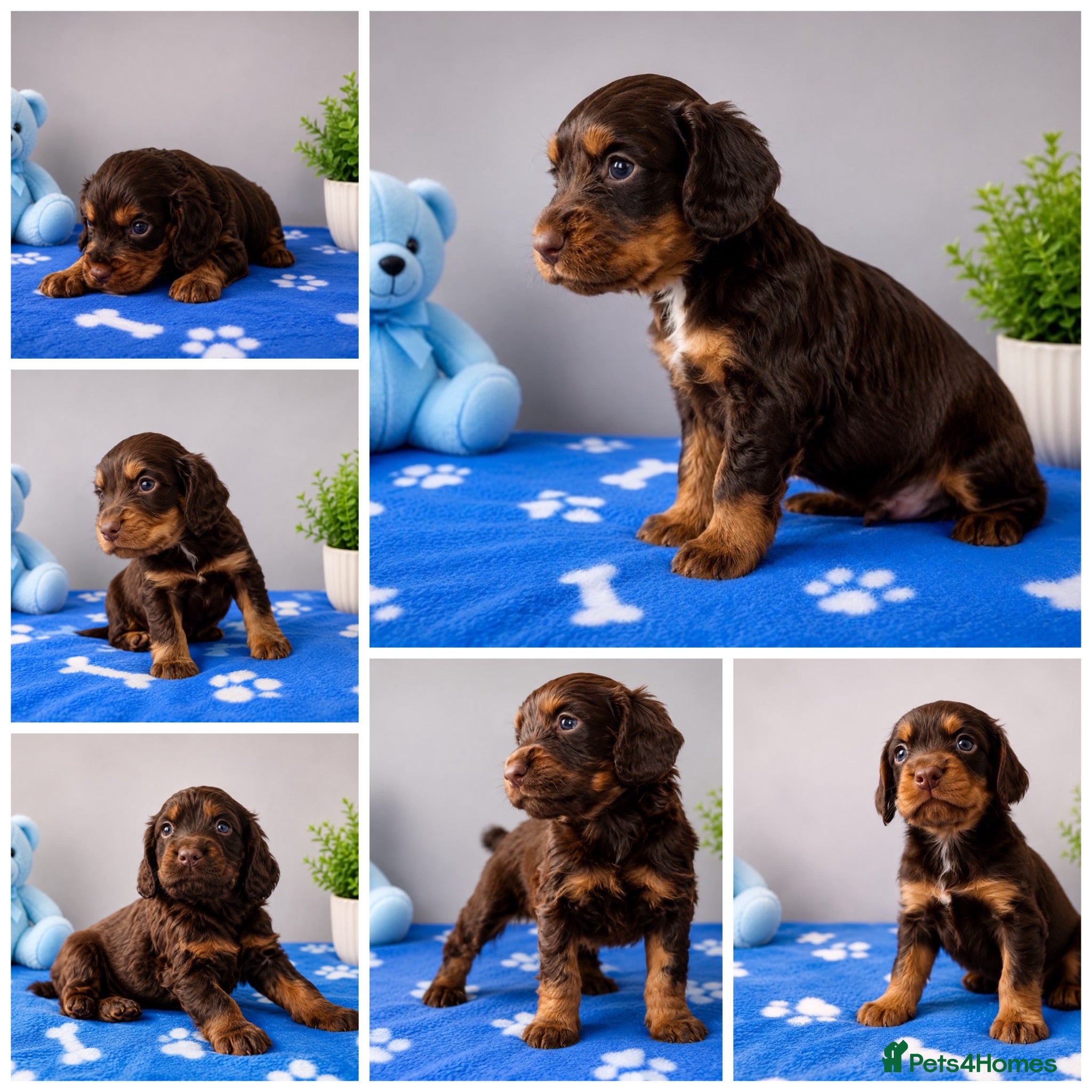 Cocker Spaniel dogs Cocker Spaniel - Advert 5