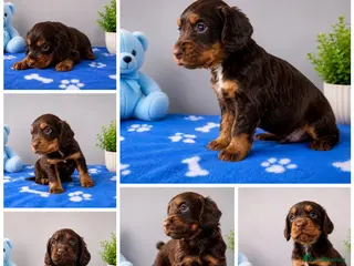 Cocker Spaniel dogs Cocker Spaniel - Advert 6