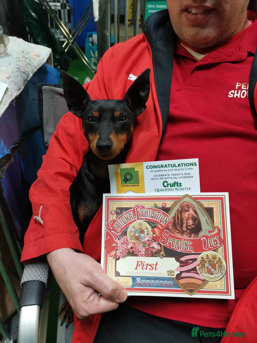 English Toy Terrier dogs for sale: Quality English toy terrier Male  puppy - Image 6