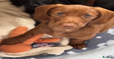 Mixed Breed dogs - Advert 8