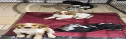 Brittany Spaniel dogs for sale: Brittany Puppies (HPR) in Tadley - Advert 18