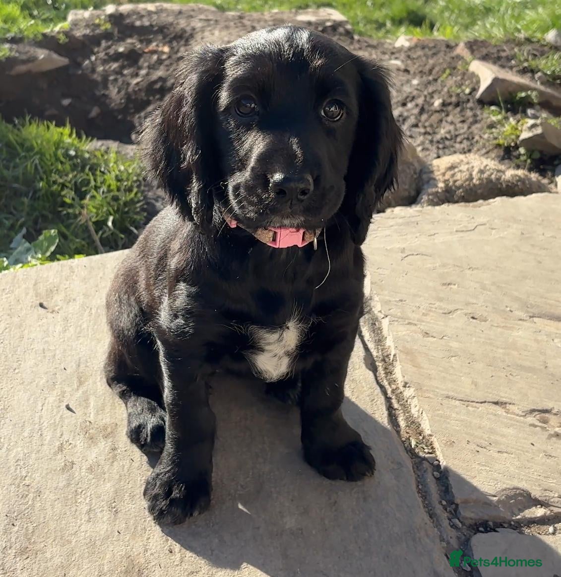 Cocker Spaniel dogs KC reg Cocker Spaniel pups (working) - Advert 1
