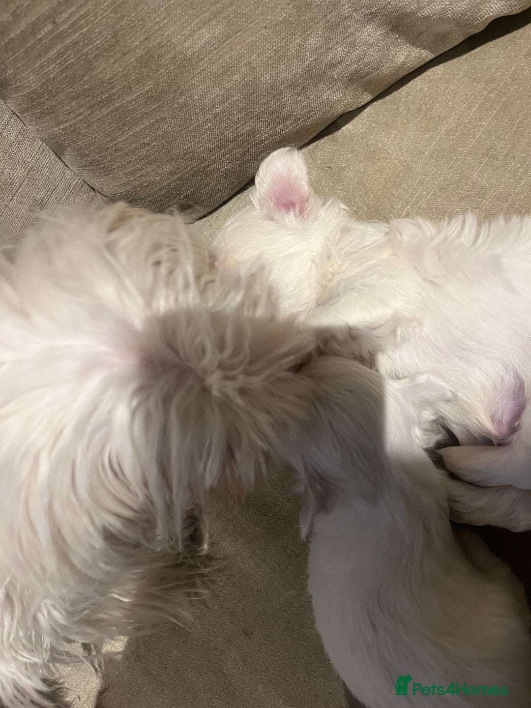 Maltese dogs for sale: Tiny Korean Maltese Boys - Advert 5