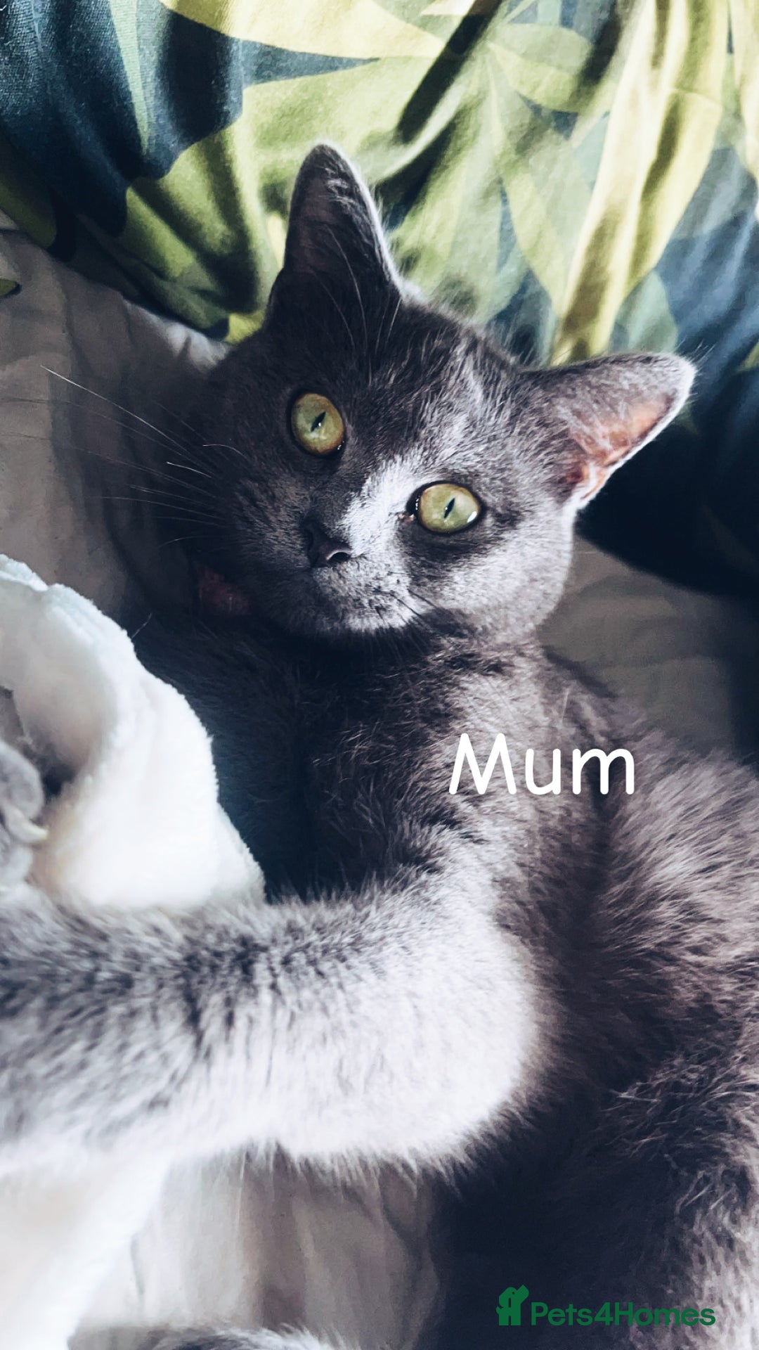 British Shorthair cats for sale: Kitten for sale  - Image 5