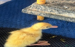 Ducks poultry for sale: Day Old Cherry Valley Ducklings for sale in Bolton - Image 2