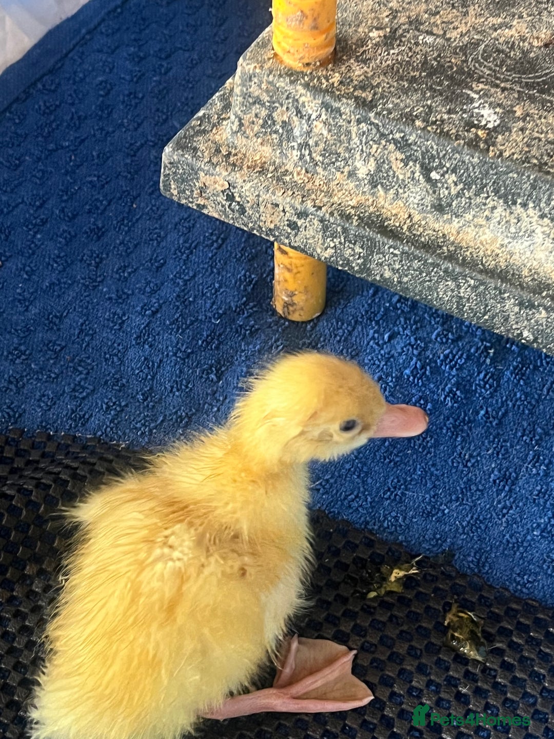 Ducks poultry for sale: Day Old Cherry Valley Ducklings for sale in Bolton - Image 2