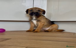 Border Terrier dogs for sale: Reduced KC registered border terrier puppies in Cleckheaton - Image 1