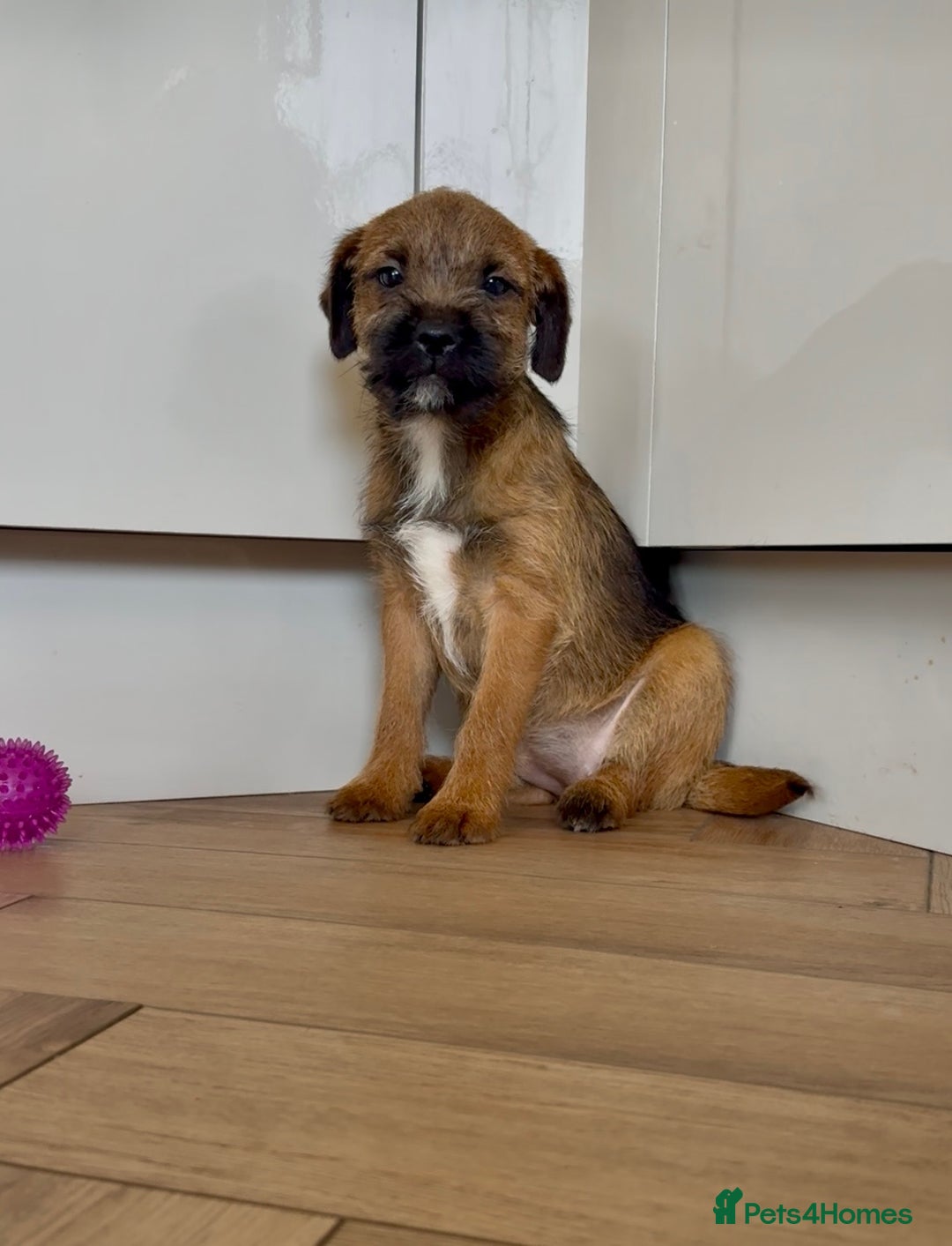 Border Terrier dogs for sale: Reduced KC registered border terrier puppies in Cleckheaton - Image 1