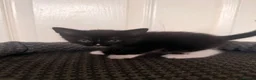 Domestic Shorthair cats for sale: 4 beautiful baby’s ready for there home - Advert 25