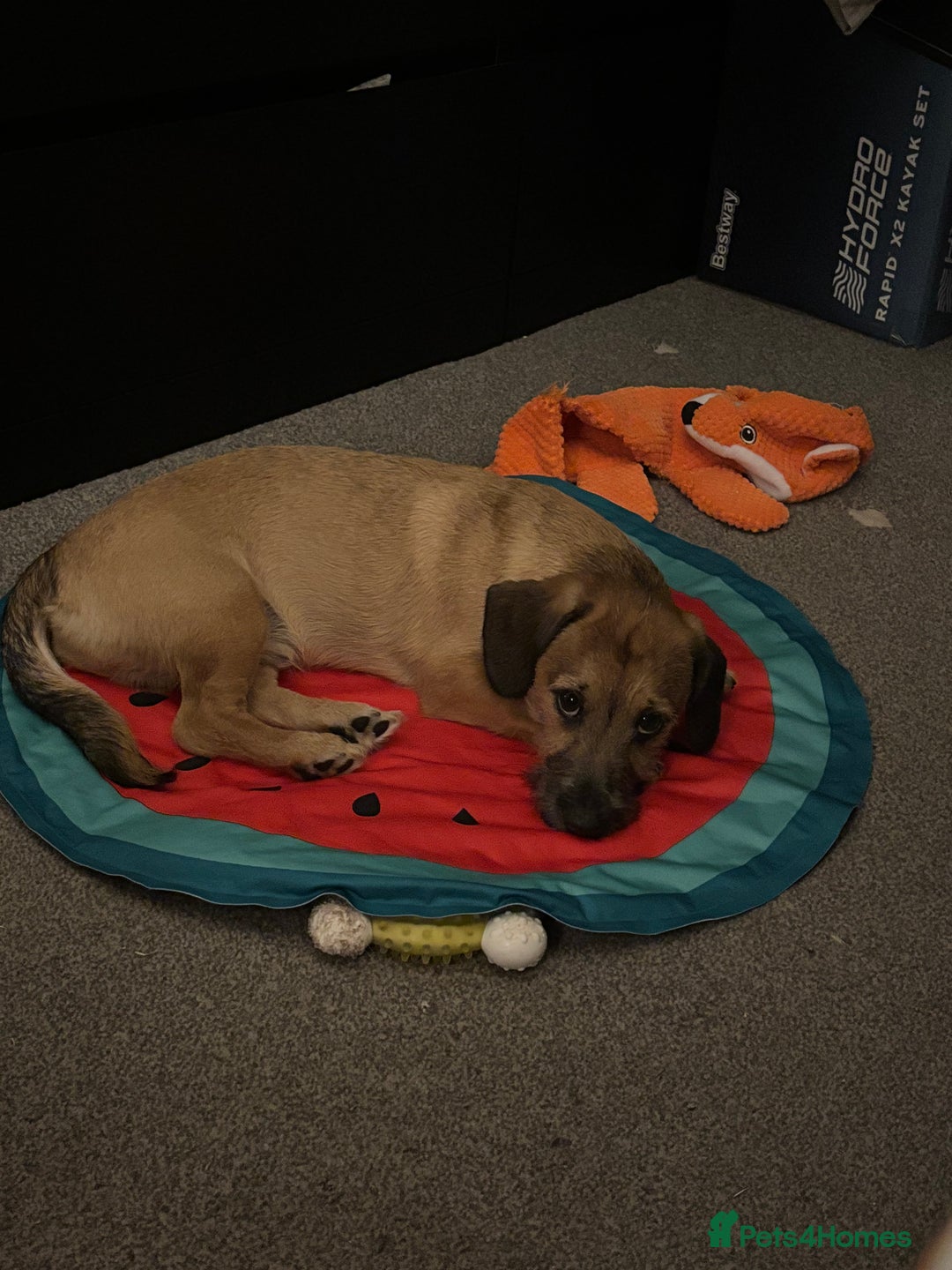 Mixed Breed dogs for sale: 11 month old male Dachshund x Shih Tzu - Advert 7