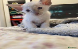 Siamese cats for sale: Lovely Siamese kittens🩵 in Leeds - Image 7