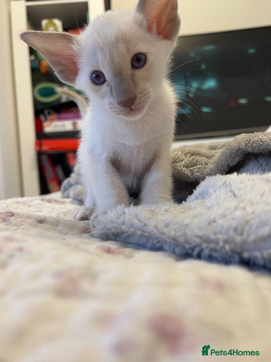 Siamese cats for sale: Lovely Siamese kittens🩵 in Leeds - Image 7
