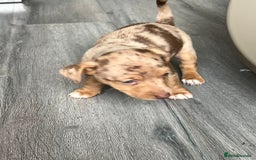 Jack Russell dogs for sale: Miniature Jack Russell  - Image 8