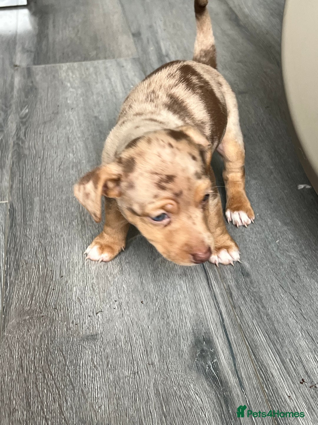 Jack Russell dogs for sale: Miniature Jack Russell  - Image 8
