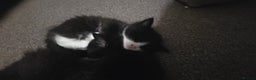 British Longhair cats for sale: Three beautiful kittens left  - Advert 7