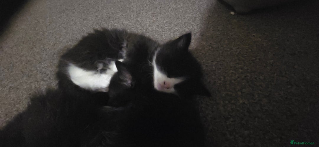 British Longhair cats for sale: Three beautiful kittens left  - Advert 7