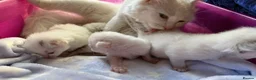 Ragdoll cats for sale: Stunning Ragdolls kittens Blue Colourpoint Mitted  - Advert 15