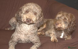 Labradoodle dogs for sale: Outstanding Part Trained Labradoodles F1b - Image 16