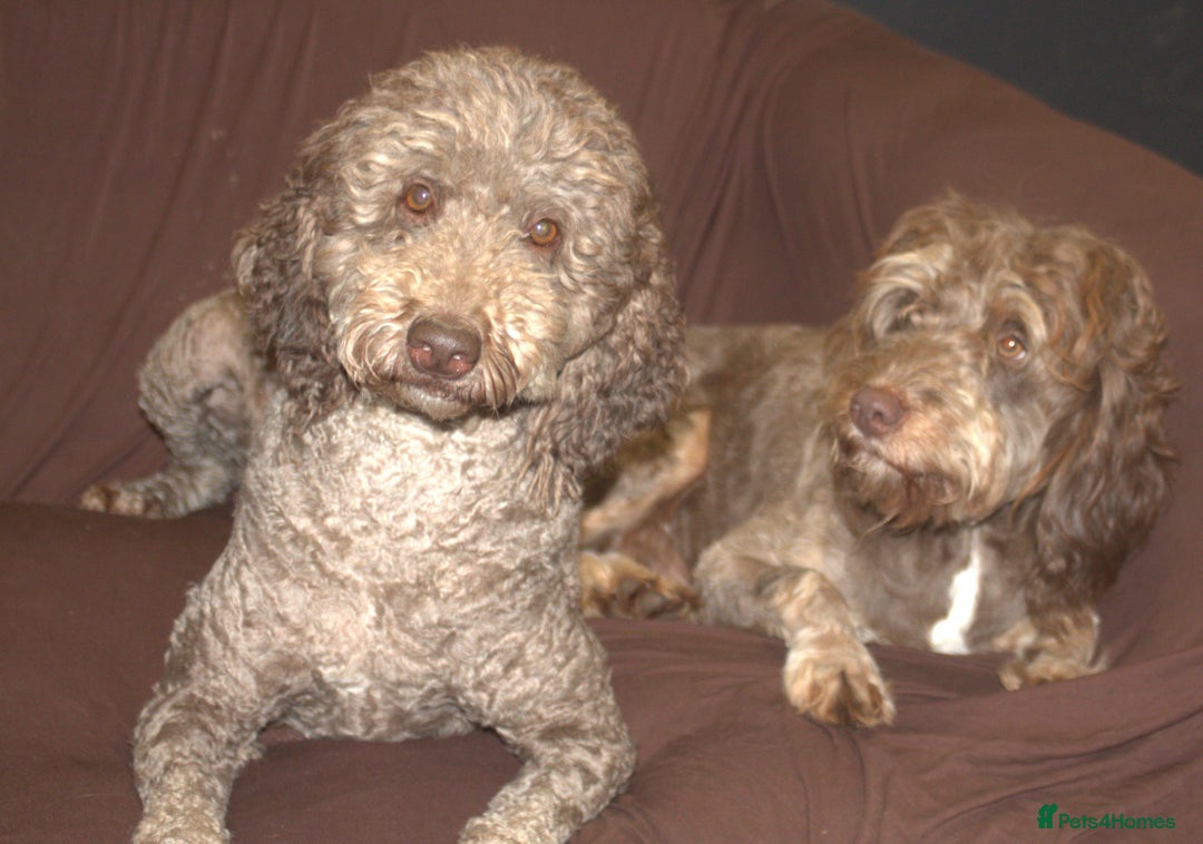 Labradoodle dogs for sale: Outstanding Part Trained Labradoodles F1b - Image 16